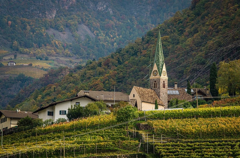 Vineyard Wedding